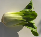 Baby Bok Choy