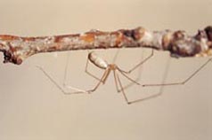 Cellar spider