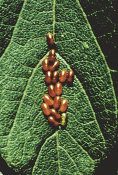 Boxelder bug eggs